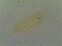Macrobiotus islandicus image