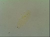 Macrobiotus islandicus image