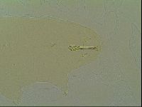 Macrobiotus islandicus image