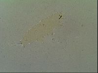 Macrobiotus islandicus image