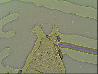 Macrobiotus islandicus image