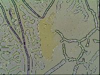 Macrobiotus islandicus image