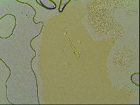 Macrobiotus islandicus image