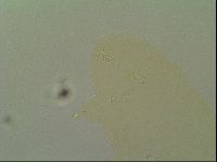 Macrobiotus islandicus image