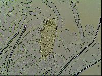 Macrobiotus islandicus image