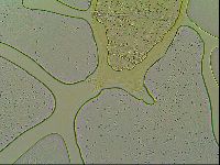 Macrobiotus islandicus image
