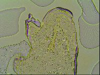 Macrobiotus islandicus image