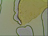 Macrobiotus islandicus image
