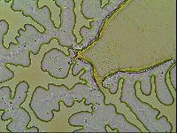 Macrobiotus islandicus image