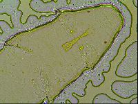 Macrobiotus islandicus image