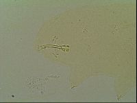 Macrobiotus islandicus image