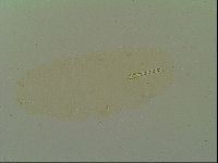 Macrobiotus islandicus image