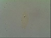 Macrobiotus islandicus image