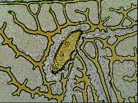 Macrobiotus islandicus image