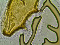 Macrobiotus islandicus image