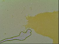 Macrobiotus islandicus image