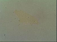 Macrobiotus islandicus image