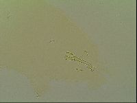 Macrobiotus islandicus image