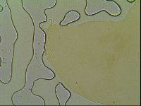 Macrobiotus islandicus image