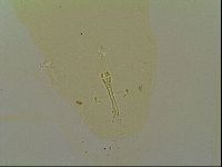 Macrobiotus islandicus image