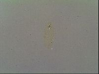 Macrobiotus islandicus image