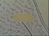 Macrobiotus islandicus image