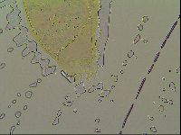 Macrobiotus islandicus image