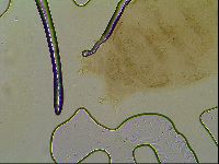 Macrobiotus islandicus image
