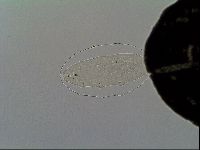 Minibiotus intermedius image