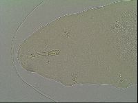 Minibiotus intermedius image