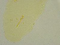 Macrobiotus islandicus image