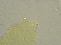 Macrobiotus islandicus image