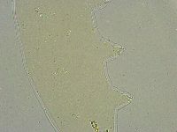Macrobiotus islandicus image