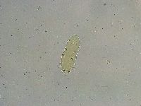 Macrobiotus islandicus image