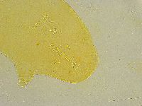 Macrobiotus islandicus image