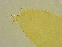 Macrobiotus islandicus image