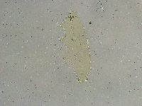 Macrobiotus islandicus image