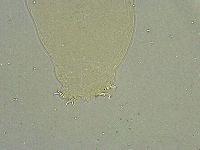 Macrobiotus islandicus image