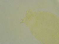 Macrobiotus islandicus image