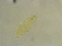 Macrobiotus islandicus image
