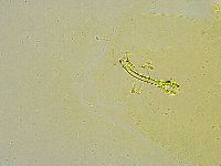 Macrobiotus islandicus image