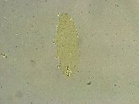 Macrobiotus islandicus image