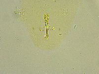 Macrobiotus islandicus image