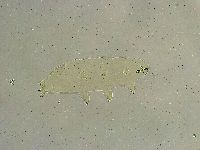 Macrobiotus islandicus image