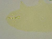 Macrobiotus islandicus image