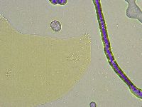 Macrobiotus islandicus image