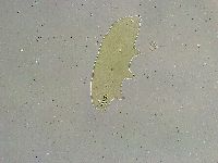 Macrobiotus islandicus image