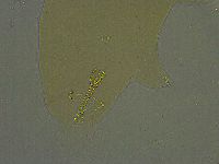 Macrobiotus islandicus image