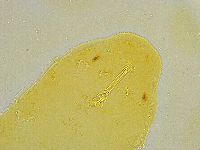 Macrobiotus islandicus image