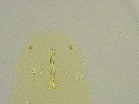 Macrobiotus islandicus image